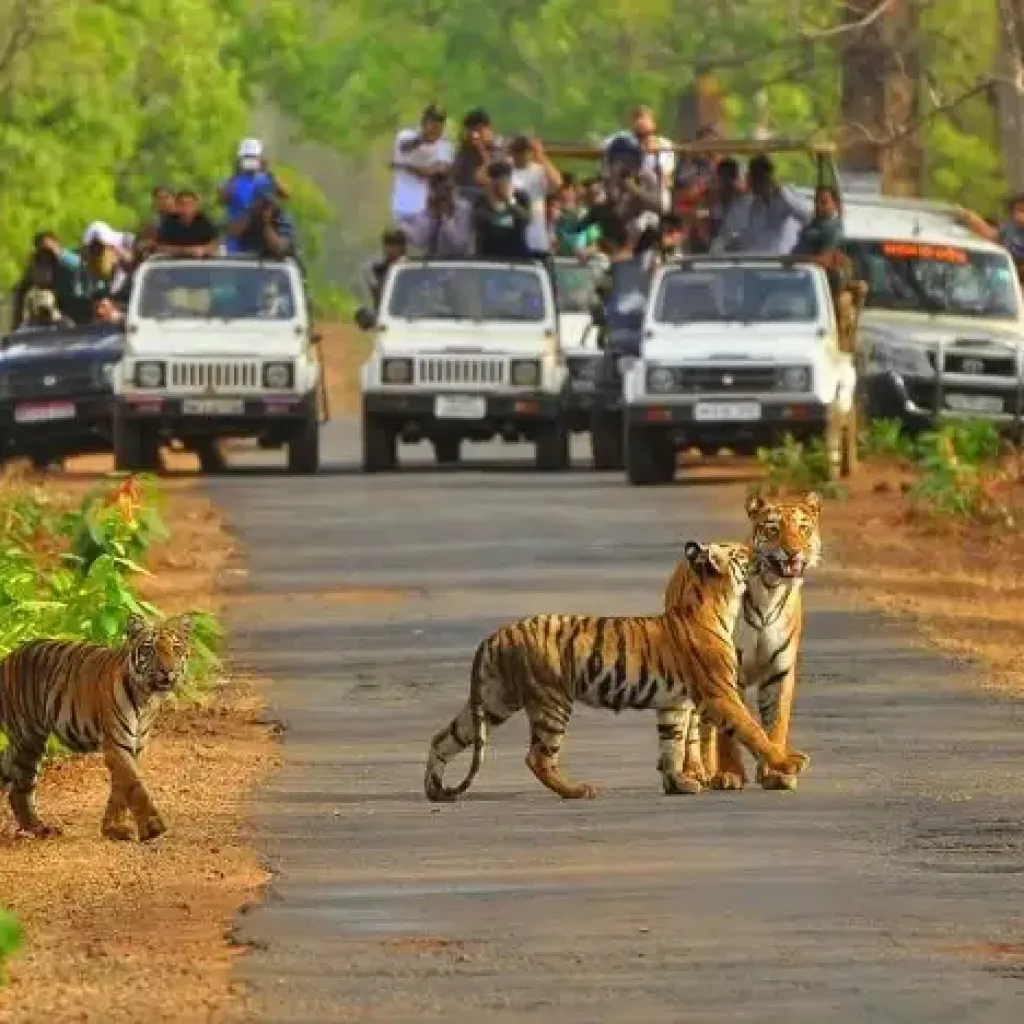 Sariska National Park - Rajasthan