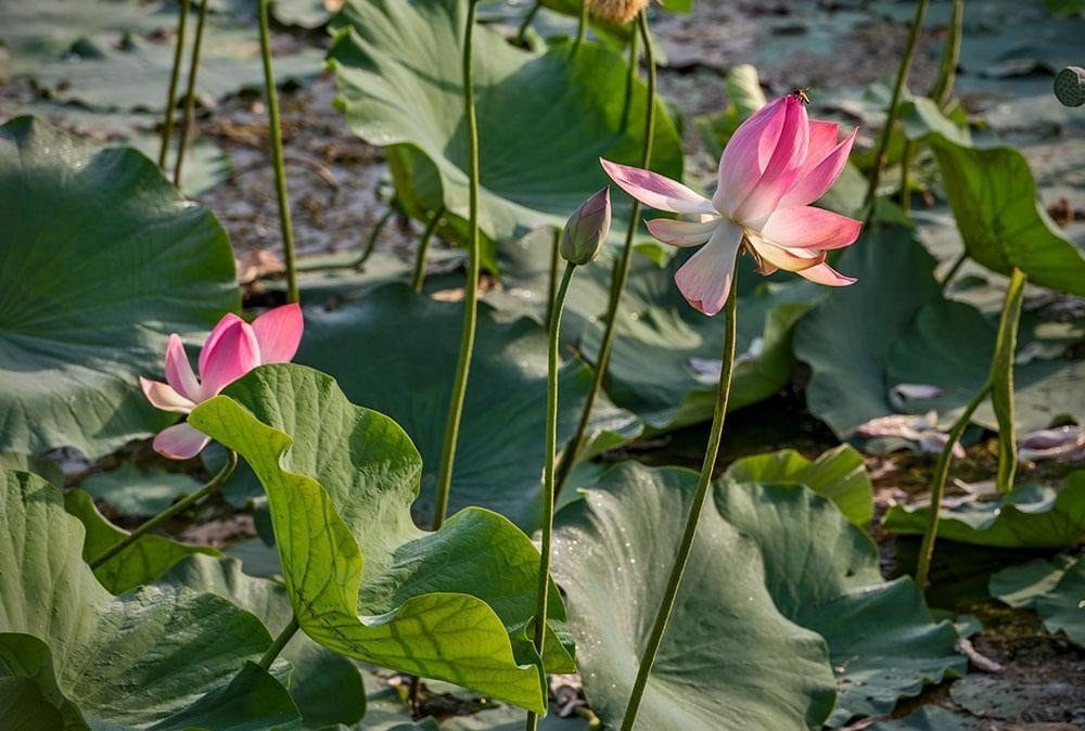 Sneh Rashmi Botanical Garden - Ugat