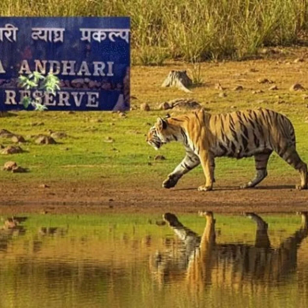 Tadoba National park - Maharastra