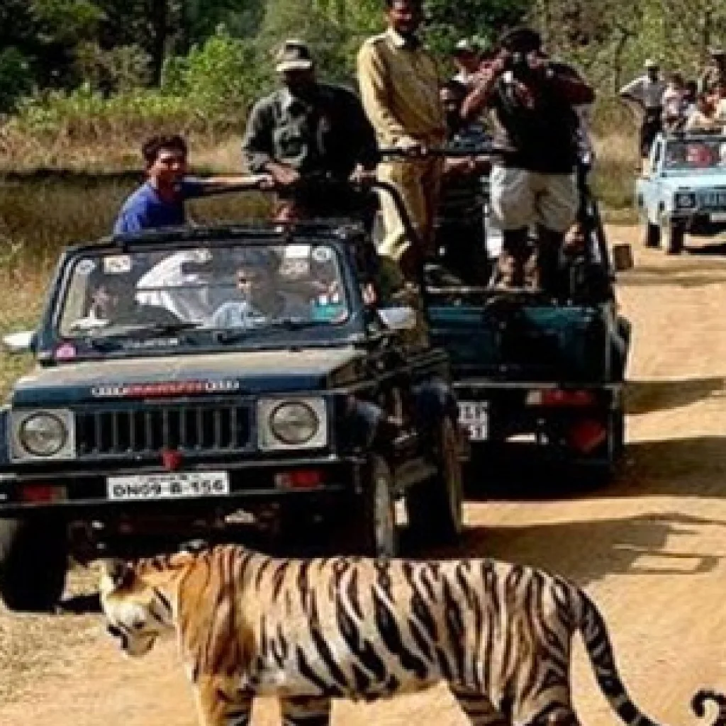 Bandipur National Park Safari