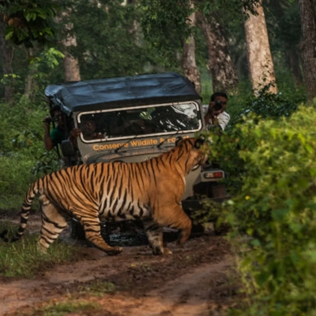 Bhadra Wildlife Sanctuary