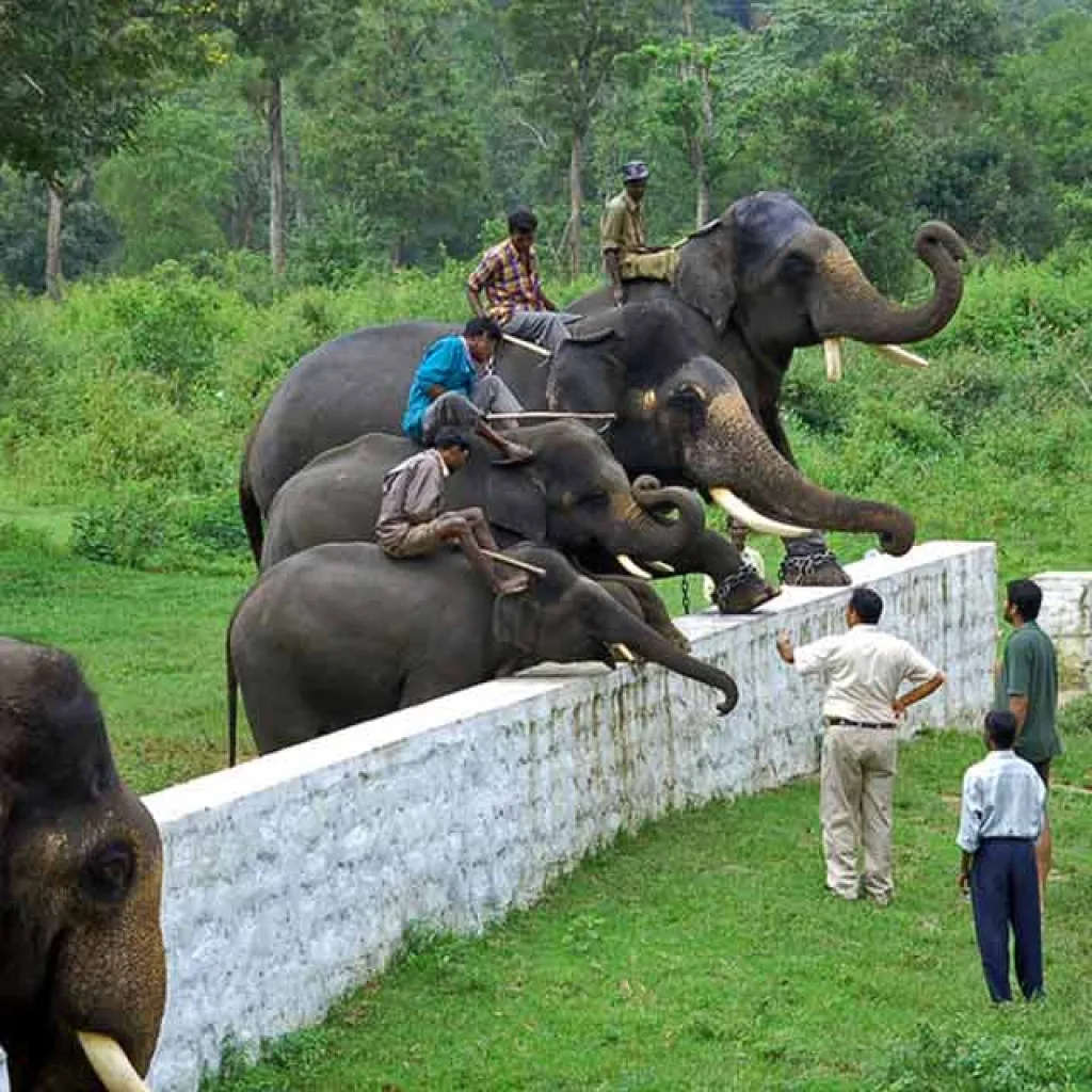 Dubare Elephant Camp