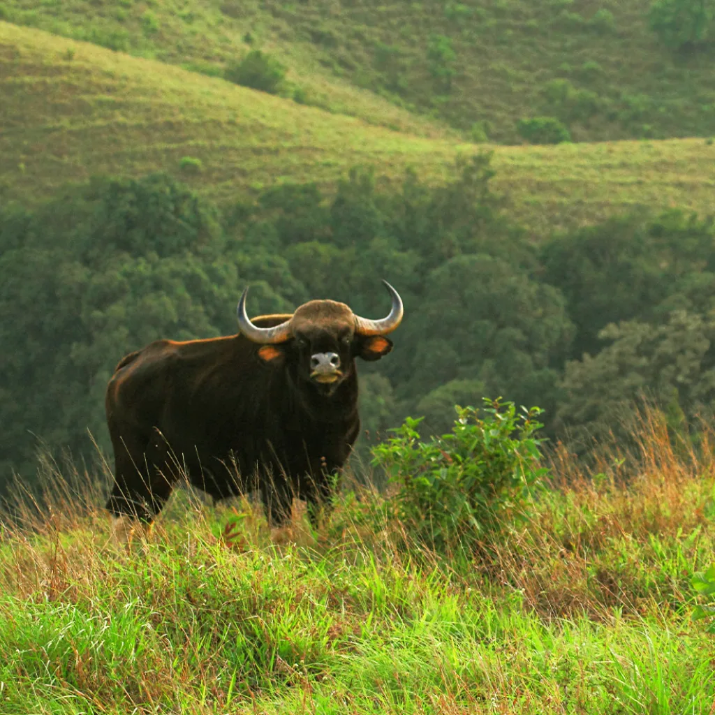 Kudremukh National Park