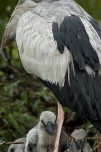 Ranganathittu Bird Sanctuary