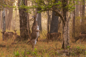 Kabini Wildlife Safari