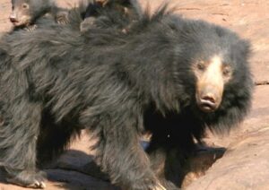 Daroji Sloth Bear Sanctuary