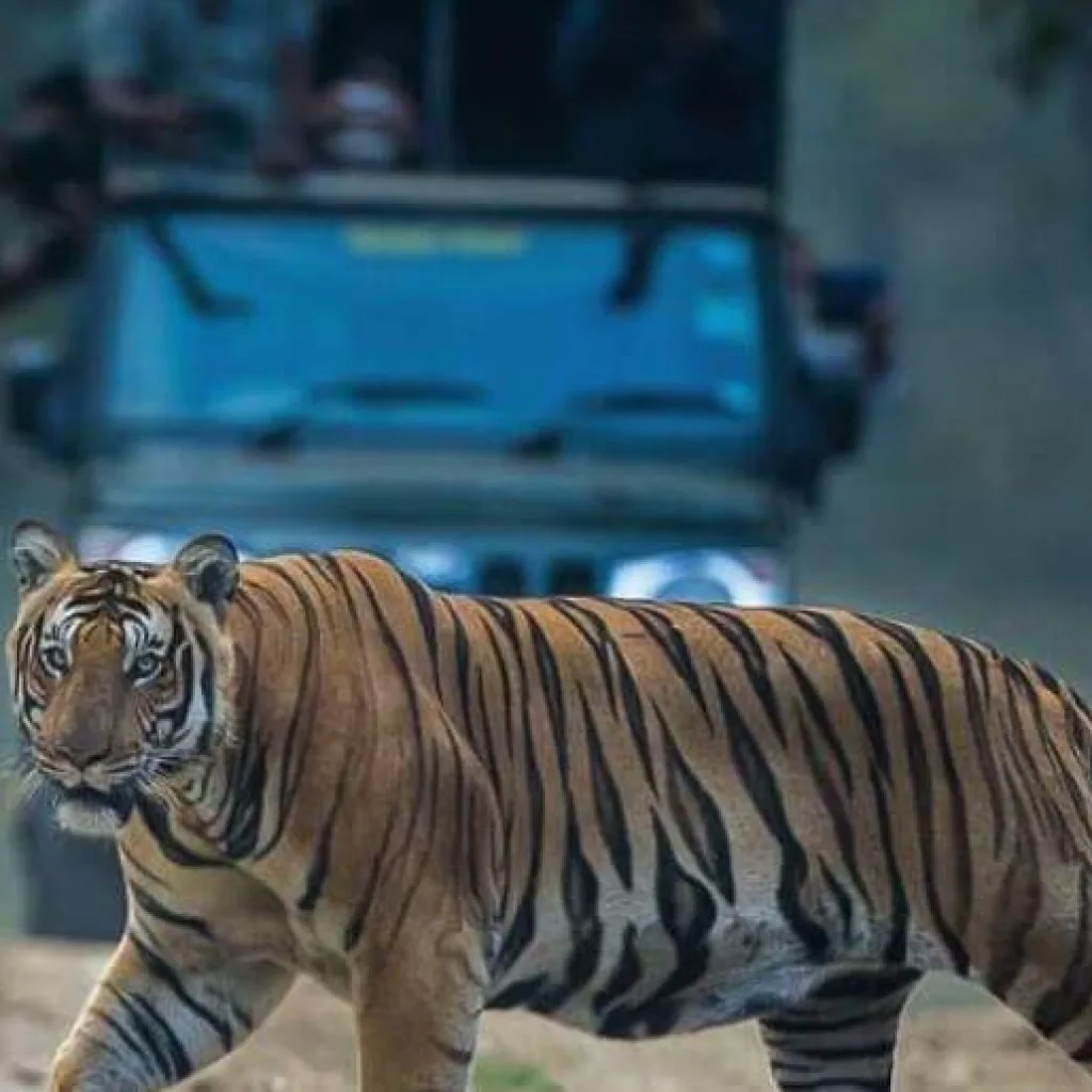 Kabini Wildlife Safari - Sanctuary