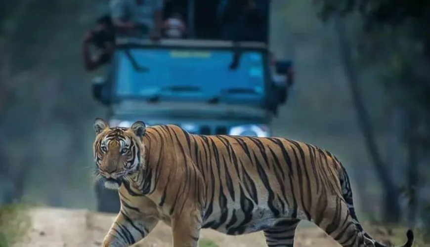 Kabini Wildlife Safari - Sanctuary