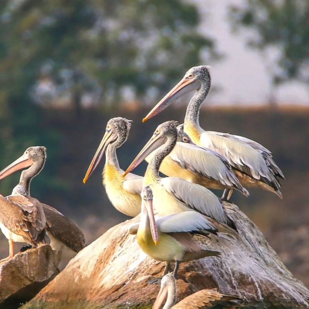 Ranganathittu Bird Sanctuary