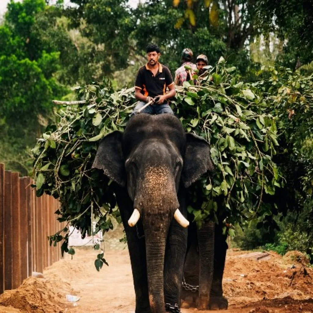 Sakrebyle Elephant Camp Shimoga