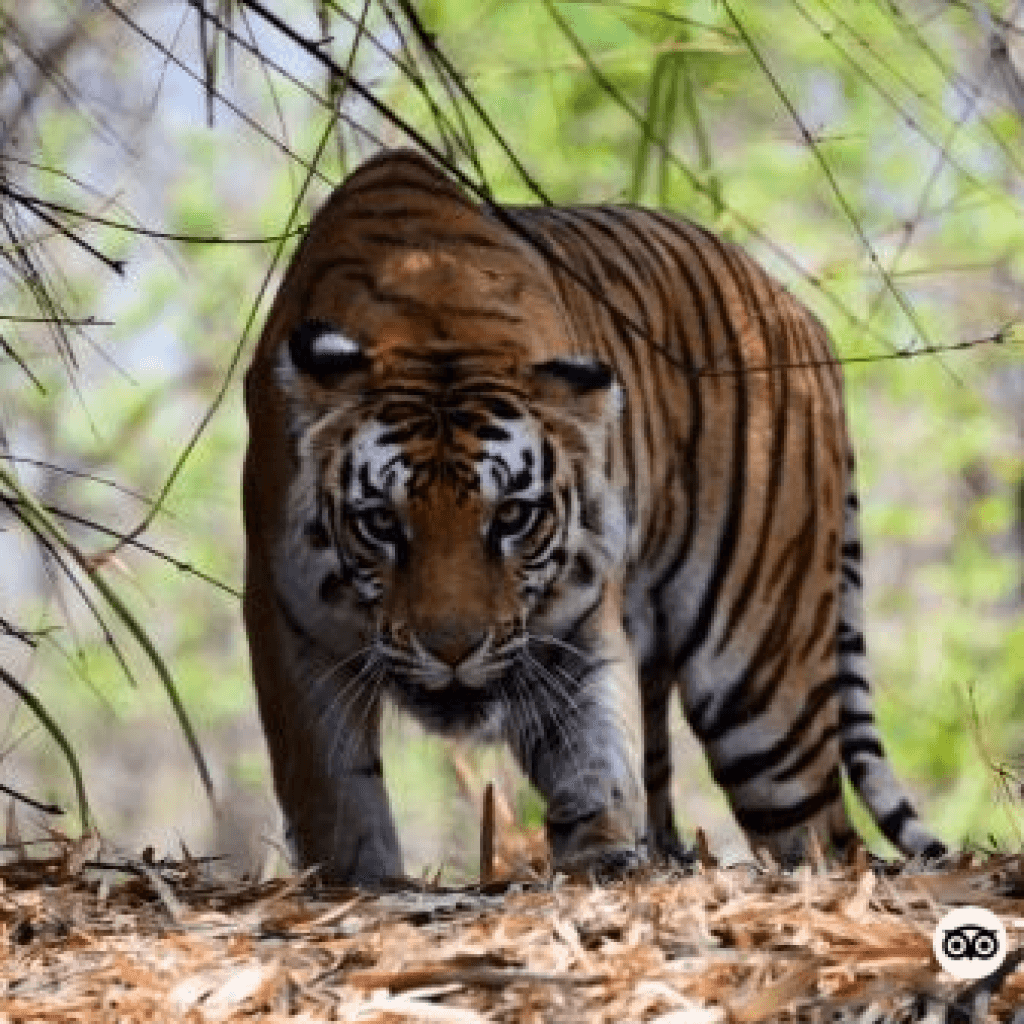 Shimoga Lion and Tiger Safari