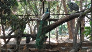 Sri Chamarajendra Zoological Gardens