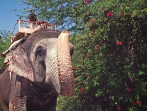Sakrebyle Elephant Camp Shimoga