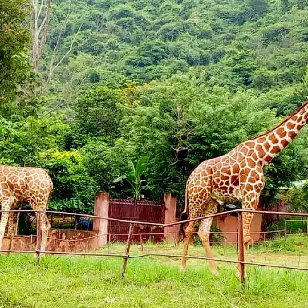 Indira Gandhi Zoological Park - Vizag