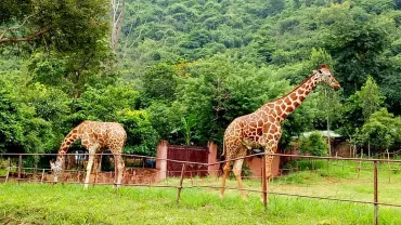 Indira Gandhi Zoological Park - Vizag