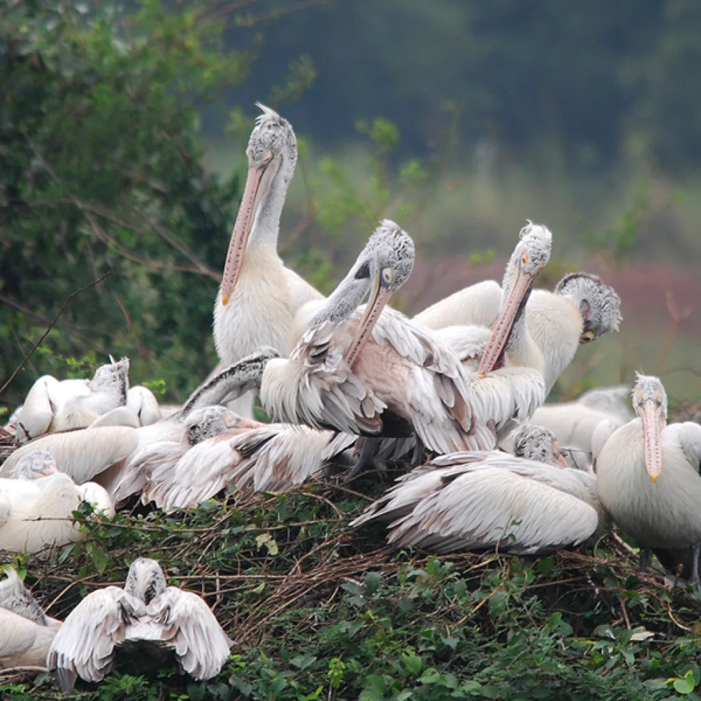 Nelapattu Bird Sanctuary - Nelapattu