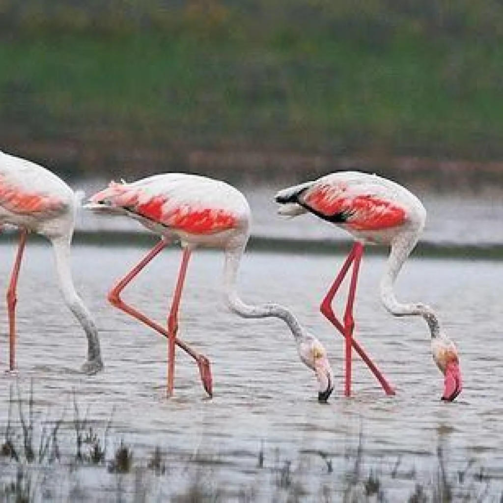 Pulicat Lake Wetland Sanctuary - Nellore