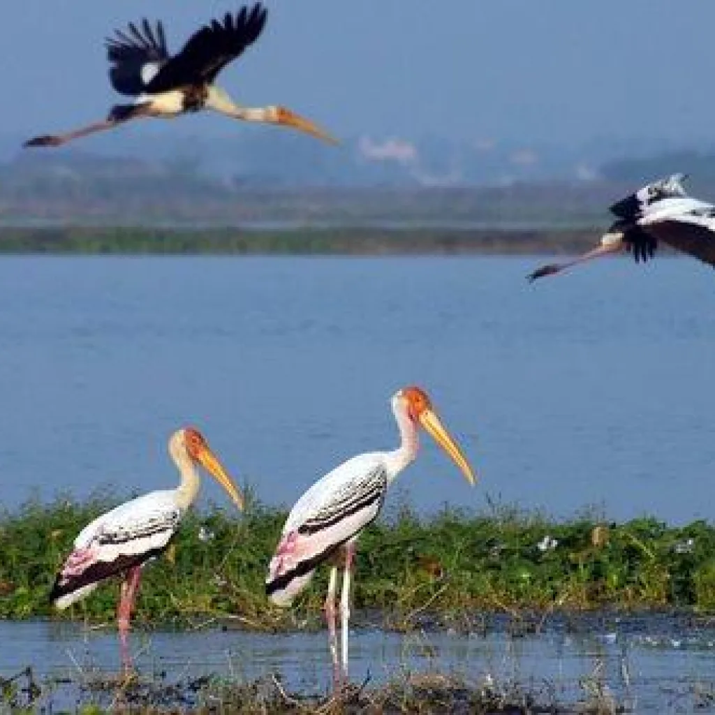 Kolleru Wildlife Sanctuary - Kolleru