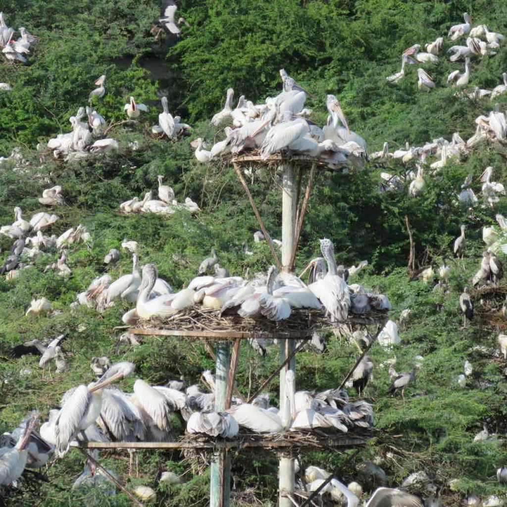 Uppalapadu Bird Sanctuary - Guntur