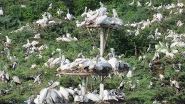 Uppalapadu Bird Sanctuary - Guntur