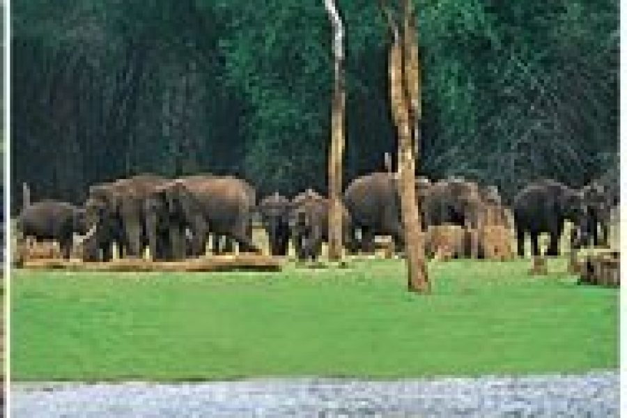 Ravishing Kerala