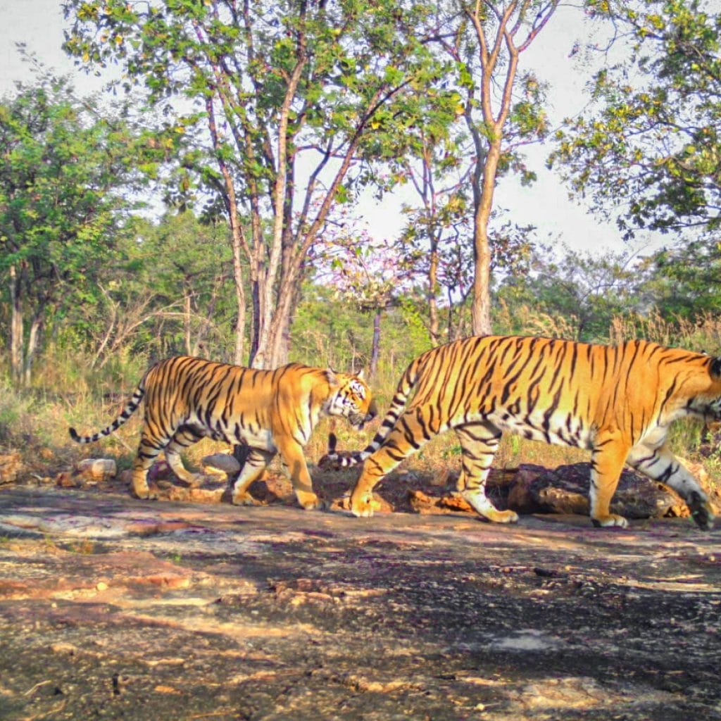 Nagarjunasagar-Srisailam Tiger Reserve